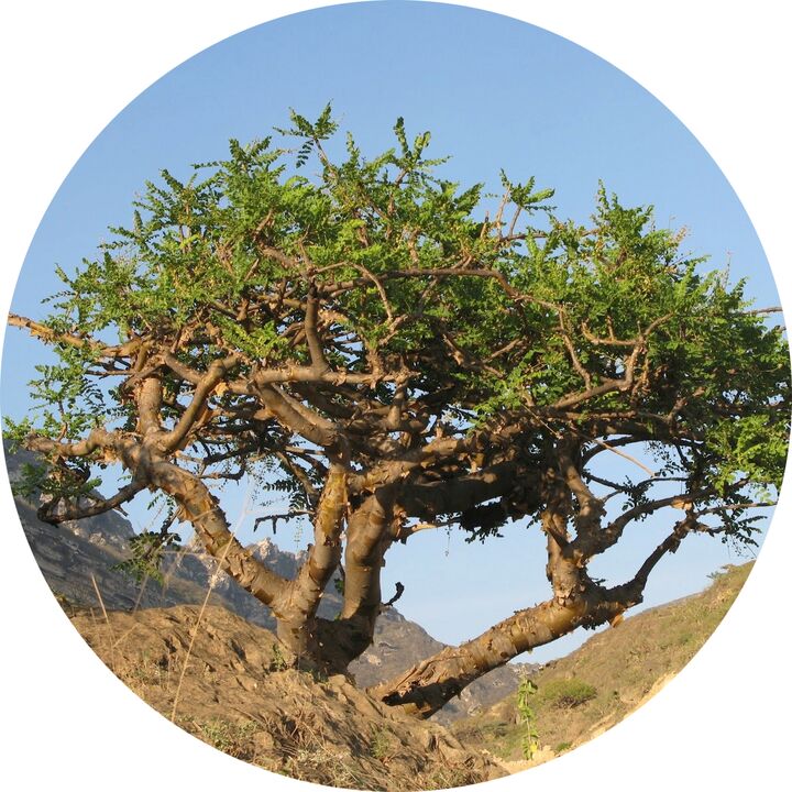 arbre boswellia